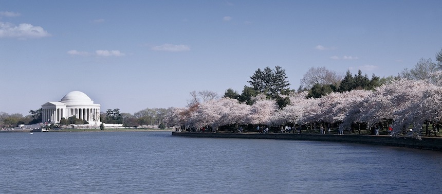Cherry Blossom : où en profiter à Washington ?