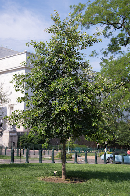 9/11 Anniversary Tree près du Capitole de Washington